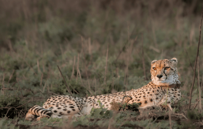 royal jozini wildlife land investment